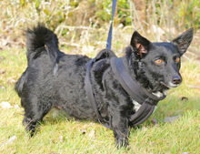 SUNA, Hund, Mischlingshund in Schwarmstedt