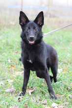 CHICA, Hund, Schäferhund in Ungarn