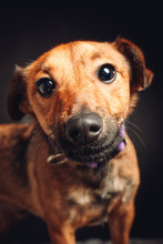 ALI, Hund, Mischlingshund in Ungarn