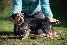 ISHARA, Hund, Yorkshire Terrier-Mix in Ungarn