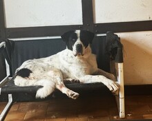 LUCKY, Hund, Mischlingshund in Aerzen