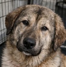 AKIM, Hund, Mischlingshund in Griechenland