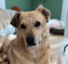 TJARK, Hund, Mischlingshund in München