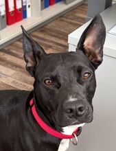 TRINI, Hund, Mischlingshund in Algermissen