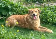 RAYITO, Hund, Mischlingshund in Algermissen