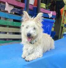 MAGGIE, Hund, Cairn Terrier-Mix in Spanien
