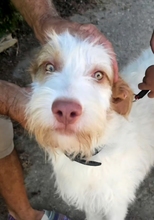 KAIRI, Hund, Rauhaarpodenco-Mix in Uetze