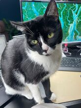 ROSI, Katze, Europäisch Kurzhaar in Hamburg