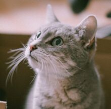 FRIDA, Katze, Bengal Cat-Mix in Hamburg