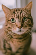 FRIDOLIN, Katze, Bengalkatze-Mix in Hamburg