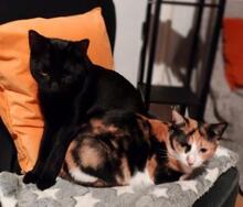 BICHO, Katze, Europäisch Kurzhaar in Spanien