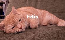 FELIX, Katze, Britisch Kurzhaar-Mix in Hamburg