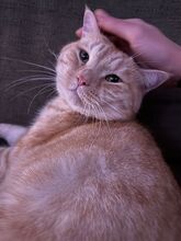 FILOU, Katze, Britisch Kurzhaar-Mix in Hamburg