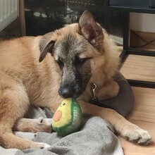 OSKAR, Hund, Mischlingshund in Hamburg