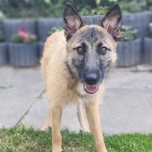 GRACE, Hund, Mischlingshund in Mönchengladbach
