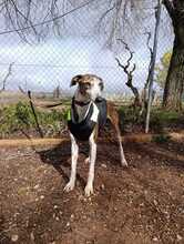 RAYO, Hund, Greyhound-Mix in Spanien