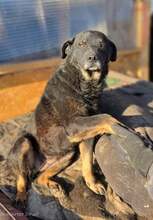 RESI, Hund, Mischlingshund in Rumänien