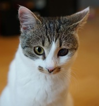 ANNA, Katze, Europäisch Kurzhaar in Miesbach