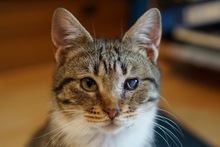 GREY, Katze, Europäisch Kurzhaar in Miesbach