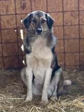 GINNYWEASLEY, Hund, Mischlingshund in Rumänien