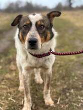 DYLAN, Hund, Mischlingshund in Rumänien