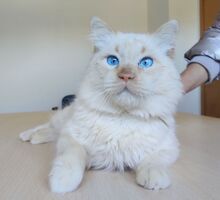 SIGISMUND, Katze, Sibirische Katze - Mix in Spanien