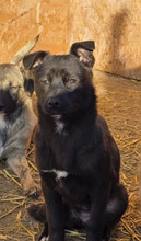 CIRI, Hund, Mischlingshund in Rumänien