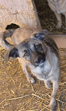 ZIA, Hund, Mischlingshund in Rumänien