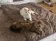 LUCKY, Katze, Europäisch Kurzhaar in Miesbach