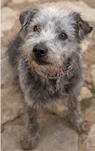 CRACK, Hund, Mischlingshund in Spanien