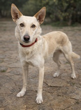 PINO, Hund, Mischlingshund in Spanien