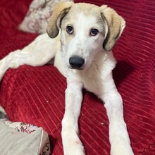 MARGARITA, Hund, Mischlingshund in Griechenland