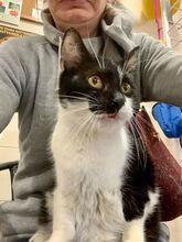 NORBI, Katze, Europäisch Kurzhaar in Ungarn