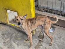 AYDEN, Hund, Mischlingshund in Bulgarien