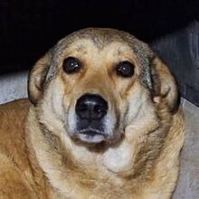 MIRTO, Hund, Mischlingshund in Griechenland