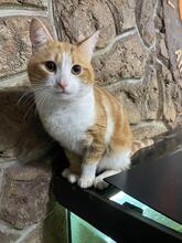 MATROSKIN, Katze, Europäisch Kurzhaar in Ukraine