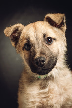 OLGA, Hund, Mischlingshund in Ungarn