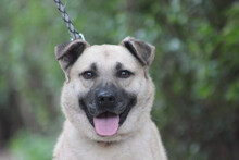 LISA, Hund, Mischlingshund in Ungarn