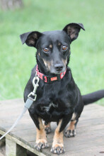 AMELIE, Hund, Mischlingshund in Ungarn