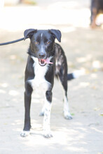 CÄSAR, Hund, Mischlingshund in Ungarn