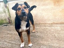 PEPPY, Hund, Mischlingshund in Rumänien