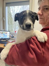 VILI3, Hund, Mischling in Ungarn