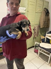 VAZUL, Hund, Mischlingshund in Ungarn