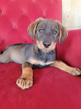 PUMPKIN, Hund, Mischlingshund in Heidgraben