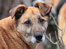 MORINA, Hund, Mischlingshund in Spardorf