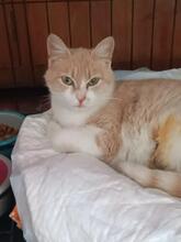 VANINA, Katze, Europäisch Kurzhaar-Mix in Petershausen