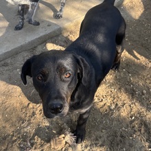 SOYA, Hund, Mischlingshund in Ungarn