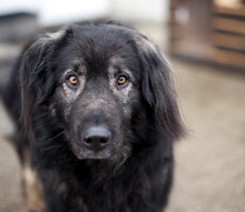 ARCHIE, Hund, Herdenschutzhund-Mix in Rumänien