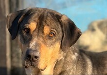 CARLO, Hund, Mischlingshund in Aerzen