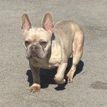 OFELIA, Hund, Französische Bulldogge in Ungarn